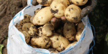 Astrakhan’s Potato Harvest Booms: How State Support and Innovation Drive Agricultural Success