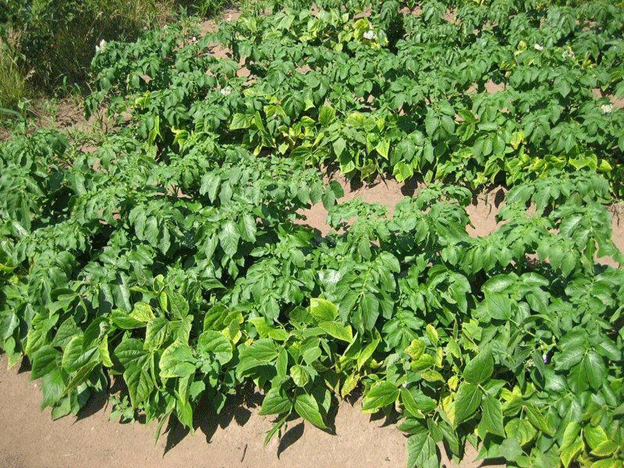 PotatoEurope 2025 Takes Root: Alegria Variety Leads the Way for Innovation in Lelystad