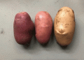 A Skin-Deep Revolution: First Graft-Hybrid Potato Receives Plant Breeders’ Rights