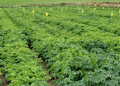 Biostimulants and Agronomy: A New Boost for Seed Potato Yields