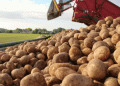 Unlocking the Potato’s Genetic Code: A New Era for Breeding and Food Security