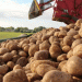 Unlocking the Potato’s Genetic Code: A New Era for Breeding and Food Security