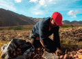 Huánuco’s Native Potato Revolution: 127 Demonstration Plots Driving Sustainable Growth in the Andes