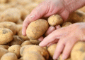 Potato storage at Hankensbüttel: IKEGO plans start of operations from September