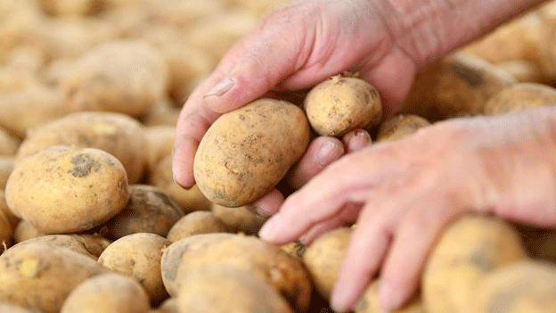 Potato storage at Hankensbüttel: IKEGO plans start of operations from September