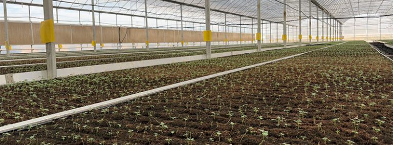 Building a $35 Billion Potato Empire: How Dingxi Created the World’s Most Complete Potato Value Chain