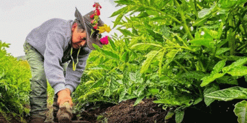 Communities organize Akshu Tatay and direct sales of local potatoes at mobile markets