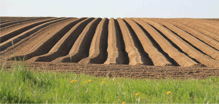 Dry Weather Speeds Potato Planting but Threatens Yield: A European Perspective 11 Dry Weather Speeds Potato Planting but Threatens Yield: A European Perspective