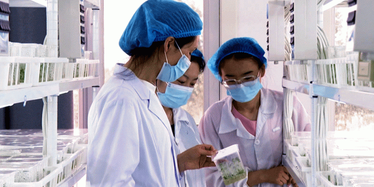 From ‘Dirt Bulbs’ to ‘Golden Nuggets’: How China’s Minle County Transformed Potato Farming Through Technology