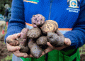 From Field to Market: Amarilis Harvests Over 6 Tons of Organic Native Potatoes in a Model of Sustainable Agriculture