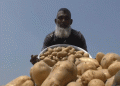 Too Many Potatoes, Too Few Options: Cold Storage Shortage and Export Gaps Threaten Bangladesh’s Potato Farmers