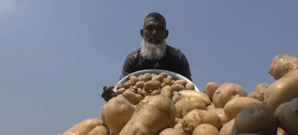 Too Many Potatoes, Too Few Options: Cold Storage Shortage and Export Gaps Threaten Bangladesh’s Potato Farmers