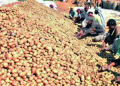 From Fields to Freezers: Alipurduar Cold Storages Step In to Support Cooch Behar’s Potato Surplus