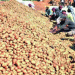 From Fields to Freezers: Alipurduar Cold Storages Step In to Support Cooch Behar’s Potato Surplus