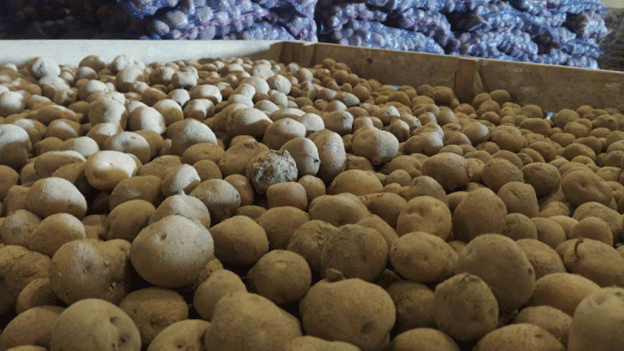 Seed Potato Season Begins in Leningrad Region: A Key Supplier for Russia’s Agriculture 46 Seed Potato Season Begins in Leningrad Region: A Key Supplier for Russia’s Agriculture