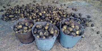 Toxic Potatoes: Dangerous Levels of Pesticides Found in Buryatia’s Harvest