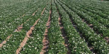 Revolutionizing Potato Farming in China: The Success Story of Modern Agricultural Techniques