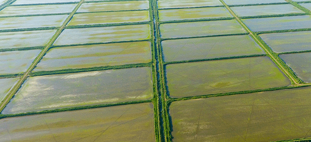 Agricultura ecológica: la solución olvidada a la crisis hídrica en Europa