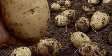 Excessive Rainfall Disrupts Brazilian Potato Harvest, Driving Up Prices