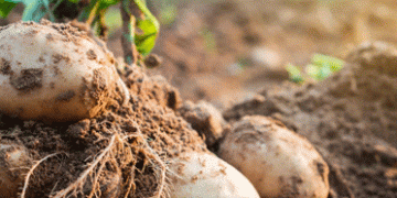 Bio-Potato Harvest 2024: A Rain-Soaked Season and Its Impact on Yields Across Germany