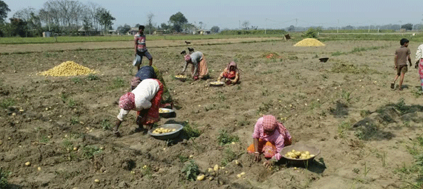 Potato harvest in Bengal fails to bring profits to farmers: Are middlemen to blame? 3 Potato harvest in Bengal fails to bring profits to farmers: Are middlemen to blame?