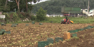Decline in Spring Potato Production in Gangwon: Causes and Implications for Farmers