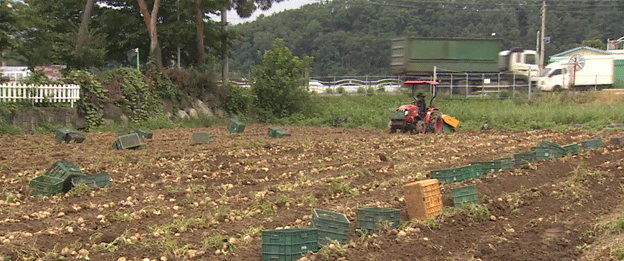 Rückgang der Frühjahrskartoffelproduktion in Gangwon: Ursachen und Folgen für die Landwirte