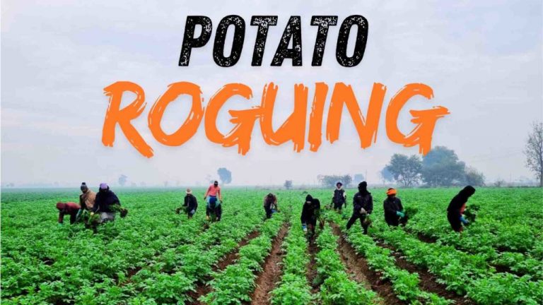India's Unsung Hero of the Potato Patch: Akbar and the Art of Potato Roguing. 54 India’s Unsung Hero of the Potato Patch: Akbar and the Art of Potato Roguing.