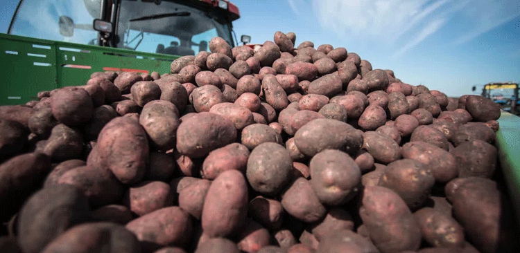 A Bumper Harvest with a Spring Dilemma: Sverdlovsk’s Vegetable Storage Challenge