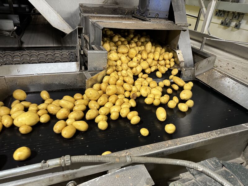 Idaho: Der größte Produzent von Goldkartoffeln