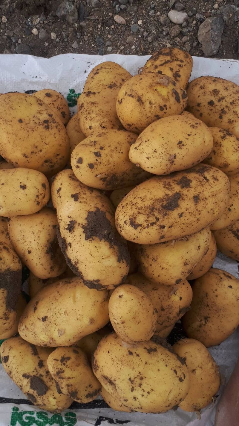 Kartoffelerträge in Europa und anderswo: Ernteprognosen für 2024