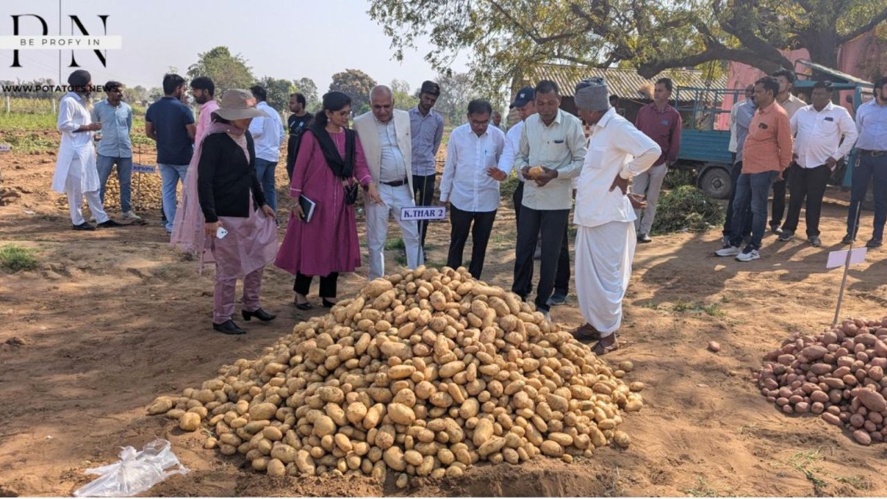India Showcases Potato Breeding Achievements: Field Day in Deesa Highlights Innovation and Collaboration