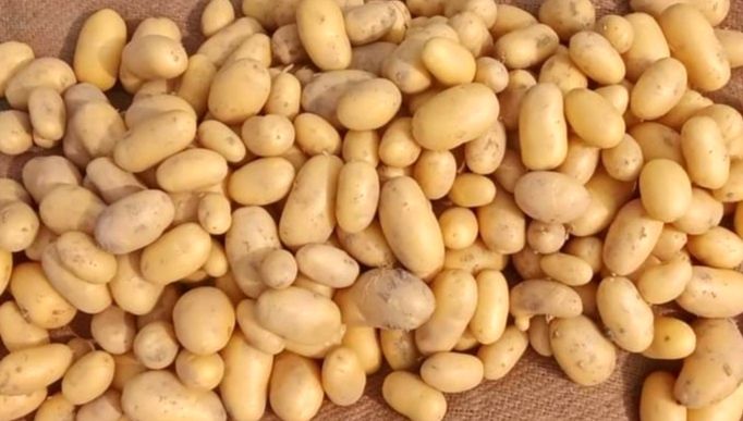 Planten Agro: Meningkatkan Industri Kentang Bangladesh dengan Benih Bersertifikat dan Kemitraan Global