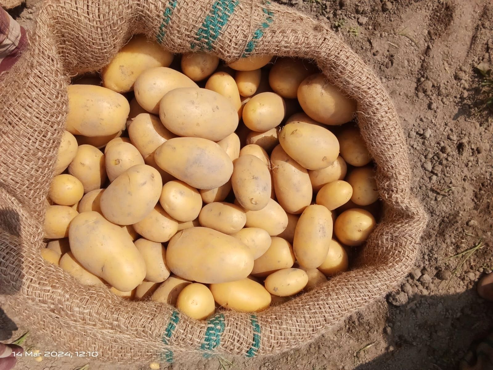 Planten Agro: Meningkatkan Industri Kentang Bangladesh dengan Benih Bersertifikat dan Kemitraan Global