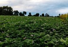 Starting Right for a Better Harvest: Nakuru Tubers Leads with Certified Shangi Seeds