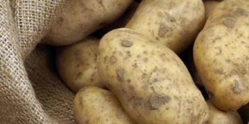 Floods Devastate Morocco’s Potato Crops, Triggering Shortages and Soaring Prices