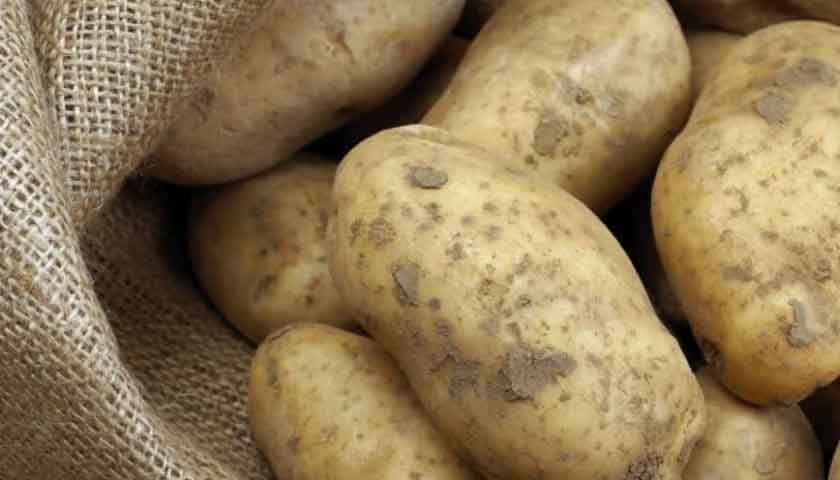 Les inondations ravagent les récoltes de pommes de terre au Maroc, provoquant des pénuries et une flambée des prix.