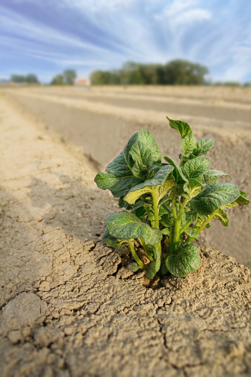 Climate-smart research could aid African growers