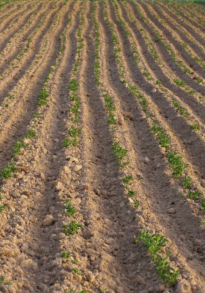Potato Nutritional Requirements 22 Potato Nutritional Requirements