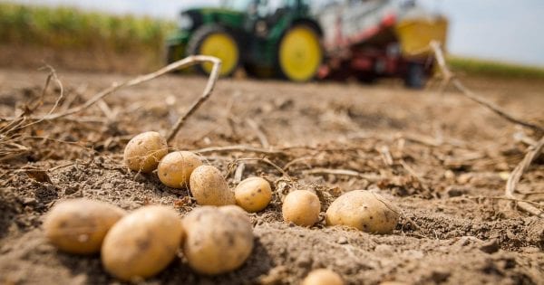 Potato crops at risk of disease during slower desiccation 24 Potato crops at risk of disease during slower desiccation