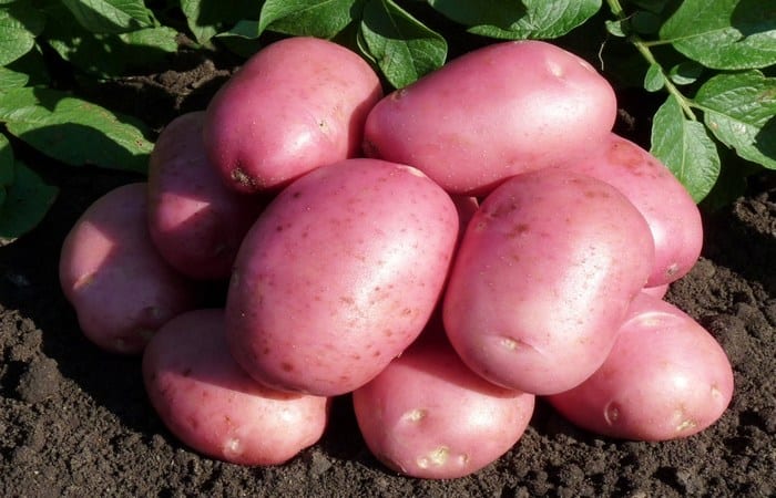Novel decision support tool under development for preventative in-field potato disease testing 20 Novel decision support tool under development for preventative in-field potato disease testing