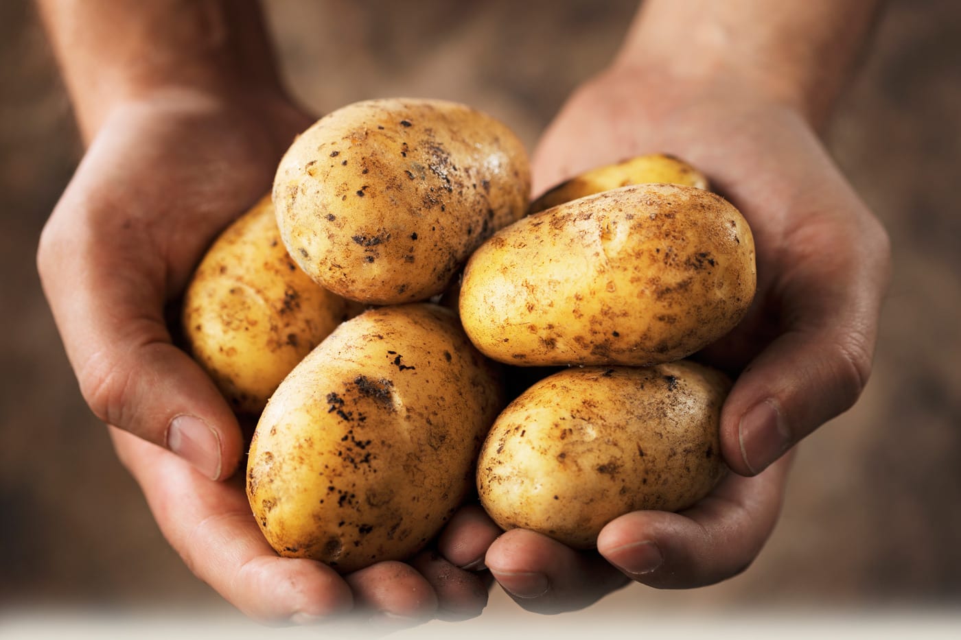 Effect of Glyphosate on Potatoes 17 Effect of Glyphosate on Potatoes