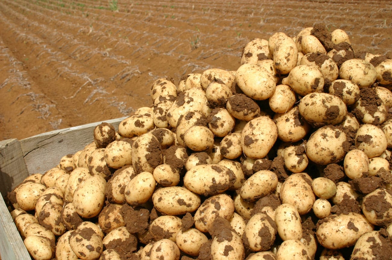 Kenyan scientists develop potato varieties resistant to deadly pests