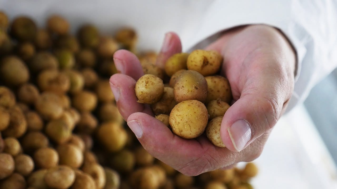 @McDonald's and @McCain offer climate resilience funding for #potato farmers 30 @McDonald’s and @McCain offer climate resilience funding for #potato farmers