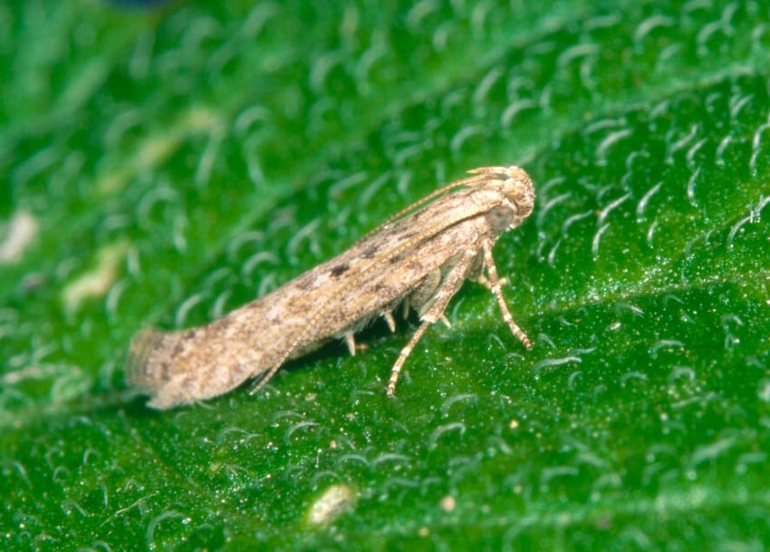 Potatoes New Zealand issues technical bulletin on Potato Tuber Moth management 8 Potatoes New Zealand issues technical bulletin on Potato Tuber Moth management