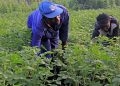 Farmers work in their potato plantation in Muko Sector in Musanze District.Farmers in Northern and Western provinces are still facing shortage of Irish Potato seeds. / Photo: Sam Ngendahimana