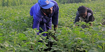 Farmers work in their potato plantation in Muko Sector in Musanze District.Farmers in Northern and Western provinces are still facing shortage of Irish Potato seeds. / Photo: Sam Ngendahimana