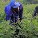 Farmers work in their potato plantation in Muko Sector in Musanze District.Farmers in Northern and Western provinces are still facing shortage of Irish Potato seeds. / Photo: Sam Ngendahimana