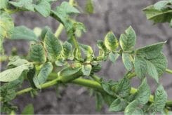 Effect of Glyphosate on Potatoes