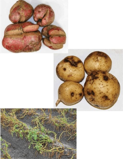 Effect of Glyphosate on Potatoes
